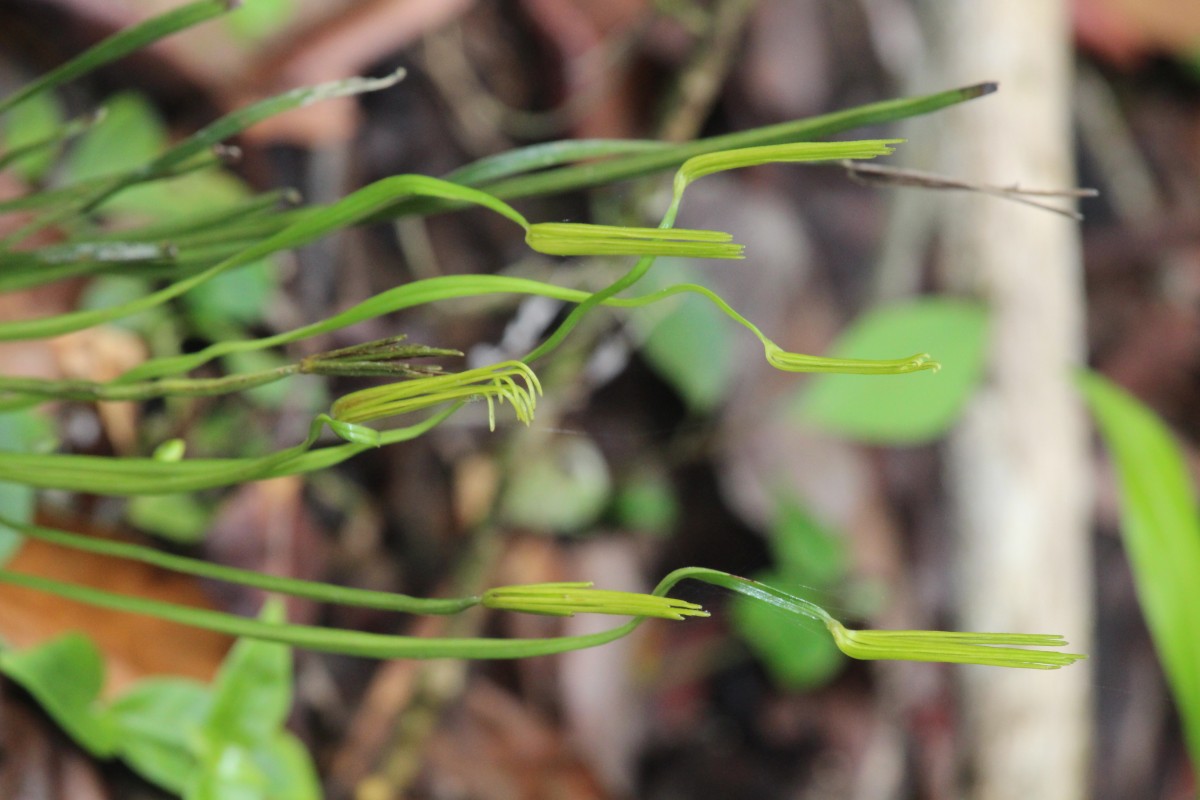 Actinostachys digitata  (L.) Wall.